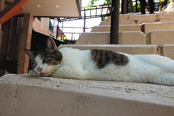 新・旅猫ロマン #25