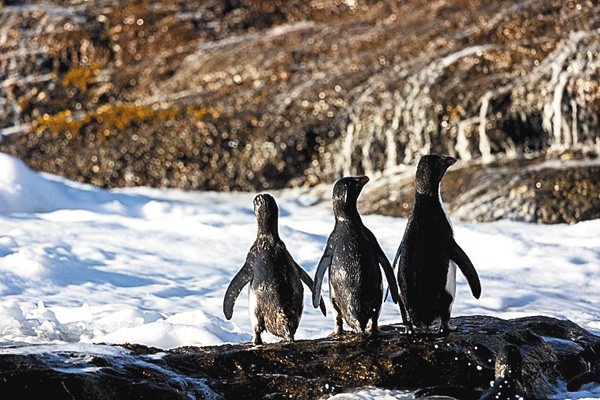 【ワイルド ネイチャー プラス】特集:南極の世界