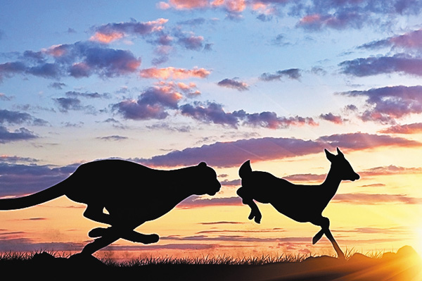 【すご腕アニマル!】動物 驚異のスピード攻撃