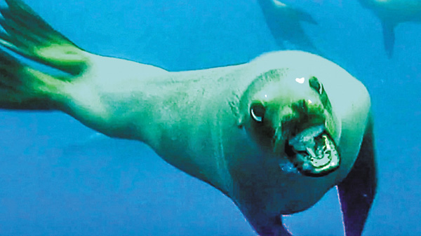 【世界の衝撃事件簿SP】激撮!世界の大騒動