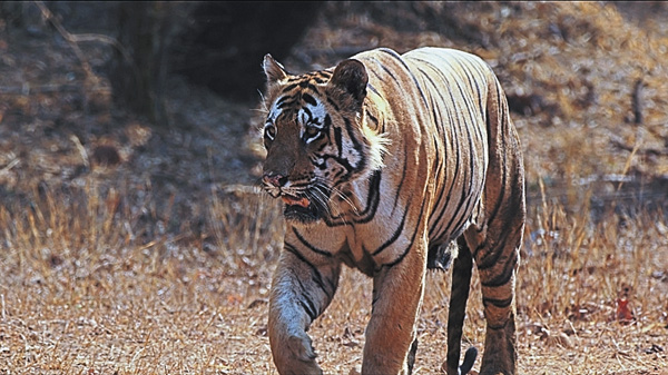 【2月は、にゃんと!猫の月】(新)タイガー・レガシー