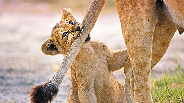 【2月は、にゃんと!猫の月】BBC超大作 ビッグキャット24時