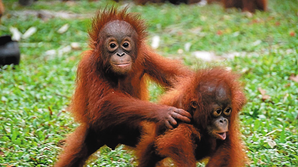 オランウータン・アイランド