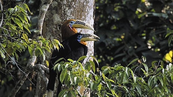 命の継承者~野生の子育て戦略~