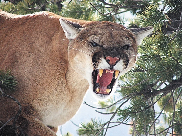 特集:ワイルド・キャット ピューマ篇