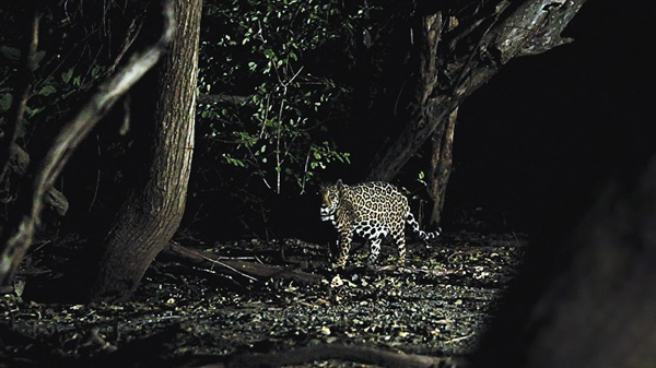 ジャガーとウミガメの物語:熱帯林の守護神
