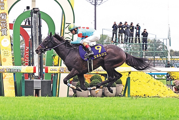 中央競馬全レース中継